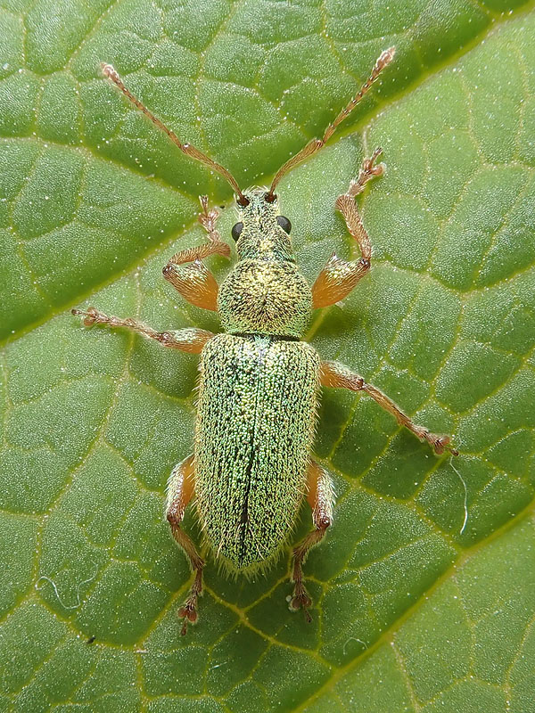 Curculionidae: Phyllobius longipilis